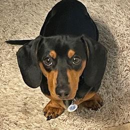 moo - Dachshund