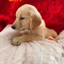 Golden Retriever Puppies from American True Golden retriever