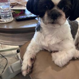 Archie - Shih Tzu