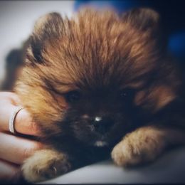 Labrador Retriever and Pomeranian Puppies from Endure Farm Inc