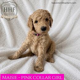 Phillipa - Solid Apricot-Cream, pink collar girl - Apricot female Poodle puppy in Charlo, Montana from Heavenly Hilltop Farm