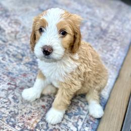 Chucky - Red male Bernedoodle puppy in Springville, Utah from Oodles of Bernedoodles