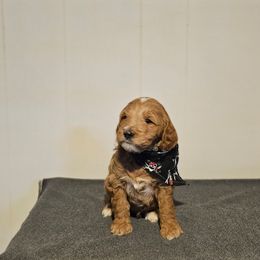 Padre - Apricot male Goldendoodle puppy in Bonham, Texas from Happy Valley Puppies
