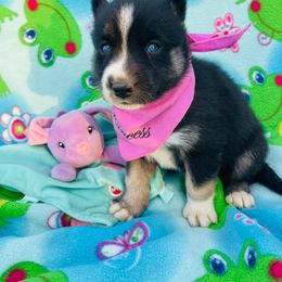 Siberian Husky Puppies from Siberian Huskies-Beckham the Great