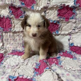 Tri female - Red tri-color female Australian Shepherd puppy in Lemon Cove, California from Magic Ranch Mini Aussies