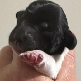Boy 4 - male Dachshund puppy in Brashear, Texas from Shepherds Run Miniature Dachshunds