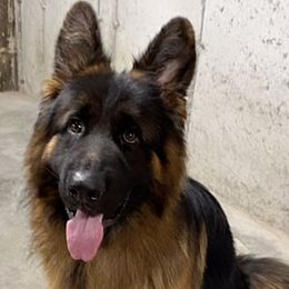 German Shepherds from De La Paz German Shepherds