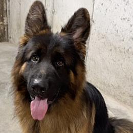 German Shepherds from De La Paz German Shepherds