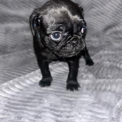 Pug Puppies from Rory’s Curly Tails