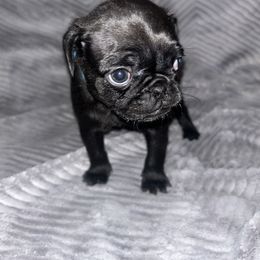 Pug Puppies from Rory’s Curly Tails