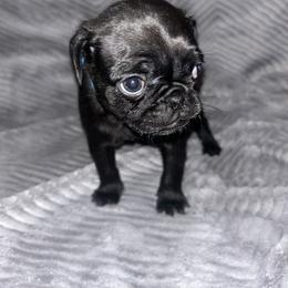Pug Puppies from Rory’s Curly Tails
