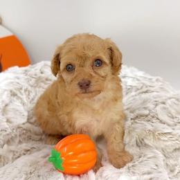 Pumpkin Spice - Red female Cavapoo puppy in Van Alstyne, Texas from Home Grown Puppies