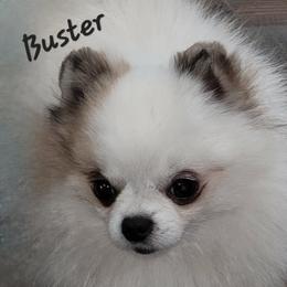 Buster - Pomeranian