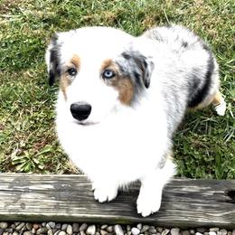 Yhatzee - Blue merle female Australian Shepherd puppy in Paris, Kentucky from Silverstone Kennel