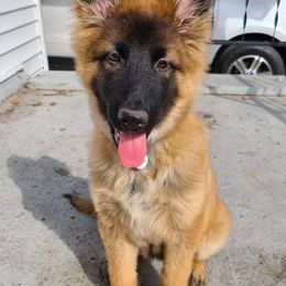 German Shepherds from Vom Haus Myers German Shepherds