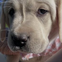 Morris - 5th Generation Family Lab - Yellow male Labrador Retriever puppy in Earlham, Iowa from Family Labs