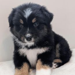 Australian Shepherds from Moon Lake Aussies