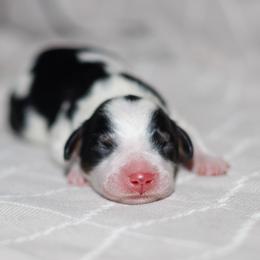 Cove - Black and white male Bernedoodle puppy in Gilbert, Arizona from Safe Havynn Doodles