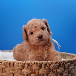 Linen (White Collar) - Apricot male Poodle puppy in Las Vegas, Nevada from Plush Toy Poodle Puppies & Pals