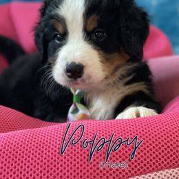 Bernedoodle and Bernese Mountain Dog Puppies from Faith and Family Farm