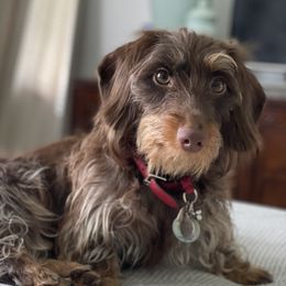 Mocha - Dachshund