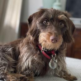 Mocha - Dachshund