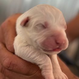 Boy 1 - White male Great Pyrenees puppy in Elfrida, Arizona from Outlaw Acres Kennels