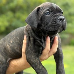 Cane Corso Puppies from TrinityForce Cane Corso