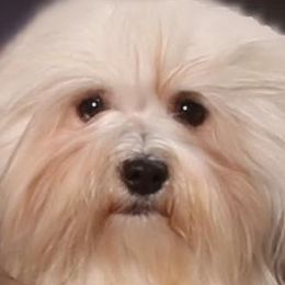 Tinsel - Havanese