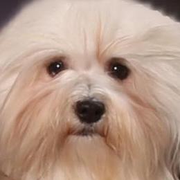 Tinsel - Havanese