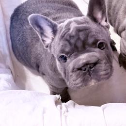 Brookhaven - Blue female French Bulldog puppy in Deer Park, Texas from Lots of Ropes French Bulldogs