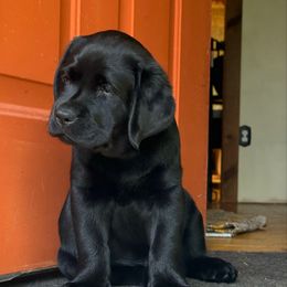 Dumpling - Labrador Retriever