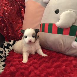 Blue Merle Parti pom - Blue parti male Pomeranian puppy in Taylor, Texas from Regal Poms