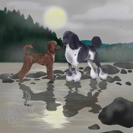 Poodle All Grown Up from Courey Spire