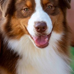 Phoenix - Australian Shepherd