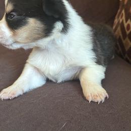 Optimus - Black and tan male Pembroke Welsh Corgi puppy in Royston, Georgia from A&M K9’s
