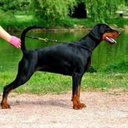 Molly - Doberman Pinscher