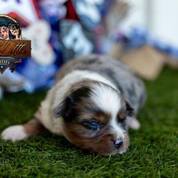 Spotlight - Blue merle male Miniature American Shepherd puppy in Granbury, Texas from Best Little Aussies