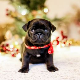 Comet - Black male Pug puppy in Placerville, California from Gold Leaf Farm Pugs