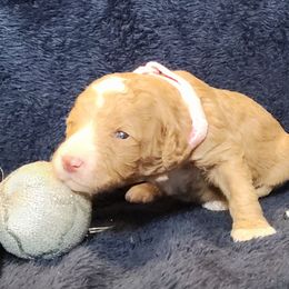 Opal - Caramel female Labradoodle puppy in Fostoria, Michigan from North Country Kennel Club