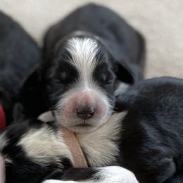 Goldendoodle Puppies from Patriot Puppies
