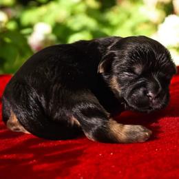 Shih Tzu Puppies from Small Pawz Kennel