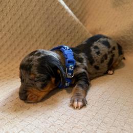 ACA boy 1 Blue - Dapple male Dachshund puppy in Grand Valley, Pennsylvania from Dachshunds on the Hill