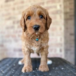 Cinderella (Light Blue) - Red female Australian Labradoodle puppy in San Antonio, Texas from Pinnacle Labradoodles