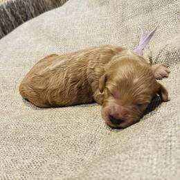 Tria - Buff and white female Cockapoo puppy in Kingfisher, Oklahoma from Perdue Puppies