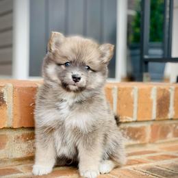 Sesame - Blue male Pomsky puppy in Greenville, South Carolina from Thicketty Mountain Pomskies