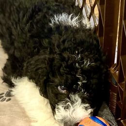 Aussiedoodle Puppies from Amour Aussiedoodles