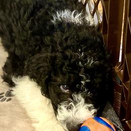 Aussiedoodle Puppies from Amour Aussiedoodles