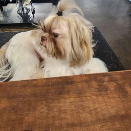 Milo - Gold and white Shih Tzu puppy in Houston, Texas from G&G Shih Tzu World