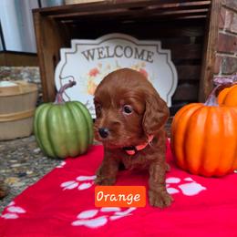 Orange - Apricot male Goldendoodle puppy in Little Rock, Arkansas from Adorable Mini Doodles LLC